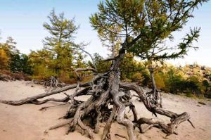 Ходульные деревья в бухте Песчаная